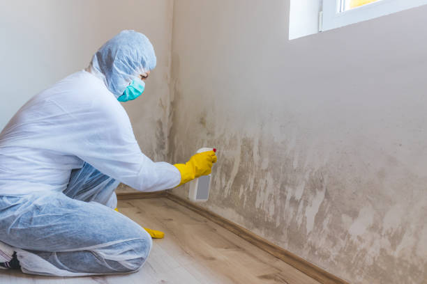 Licensed Basement Mold Removal service in Washington, NJ - WQB Mold Removal