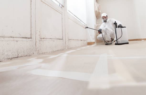 24/7 Emergency Basement Mold Removal experts in Washington, NJ