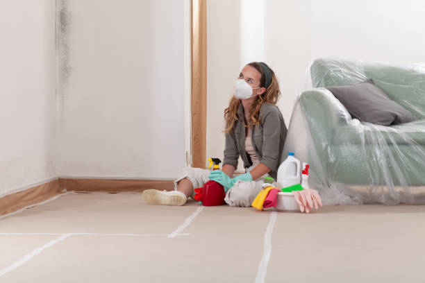 Reliable Basement Mold Removal contractor in Washington, NJ by WQB Mold Removal