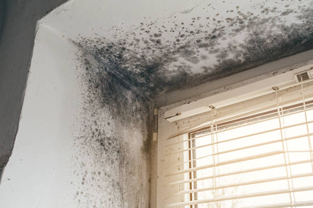 Affordable Basement Mold Removal solutions in Washington, NJ